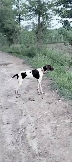wahlahti pointer