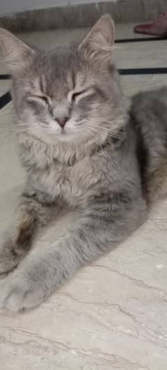 Yellow Eyed grey male percian cat