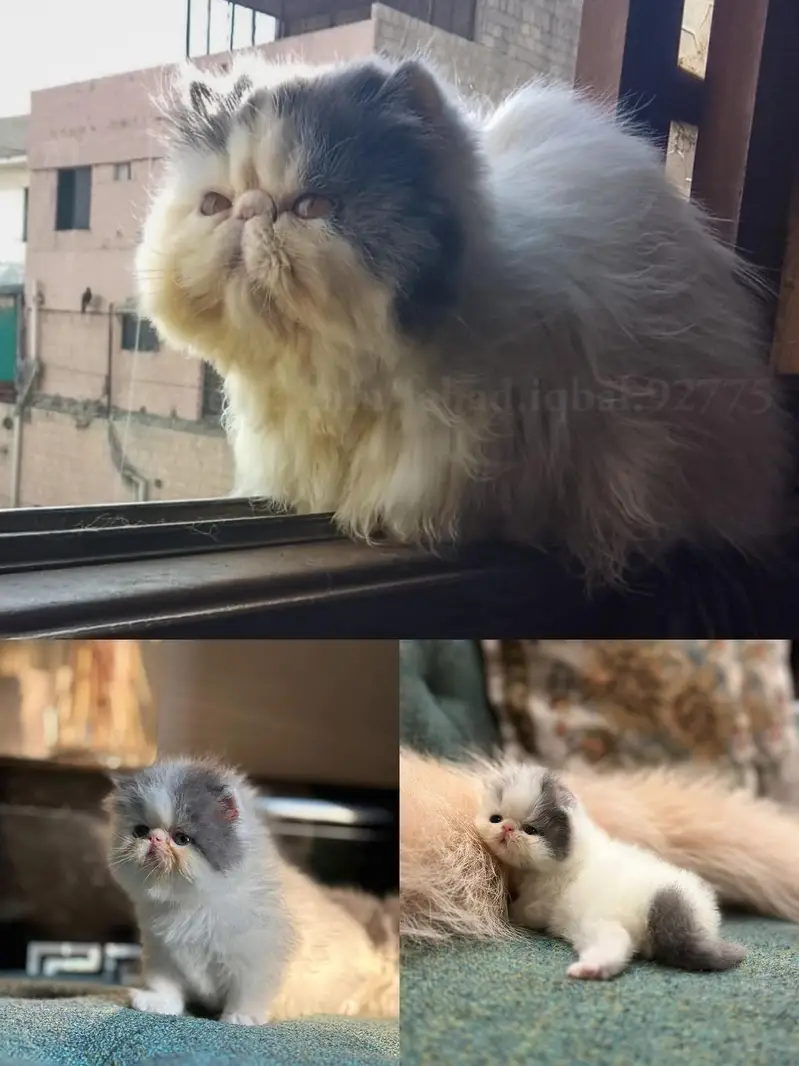 CFA Bloodline Exotic Van Male