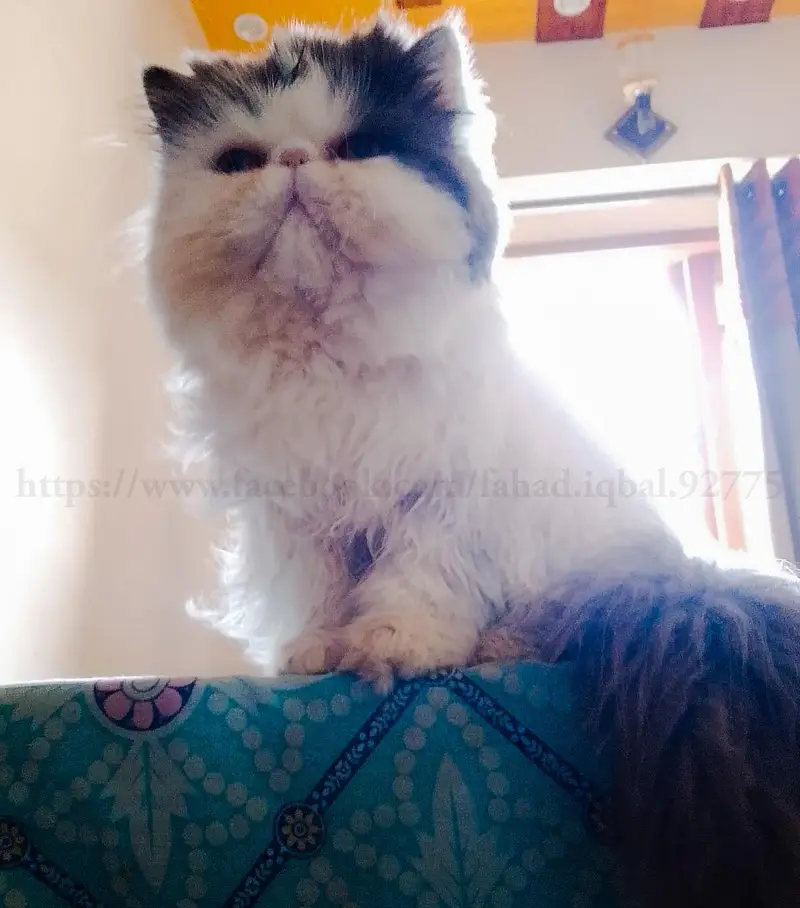 CFA Bloodline Exotic Van Male — photo 4