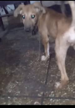 Alsatian stock coat puppies
