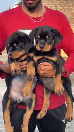 Pedigree Rottweiler Female Puppies – Vaccinated & Microchipped