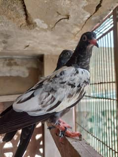 pigeons selling