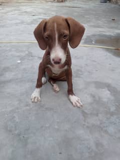 Pure pointer female trained Dog 0300*5*6*2*9*2*1*3