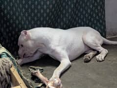 Dogo Argentino available for stud