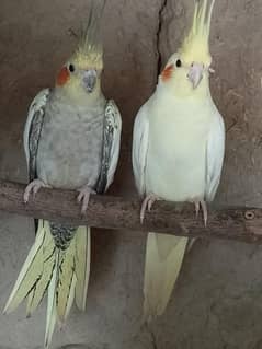 Cockatiel