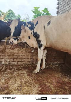 cow for sale