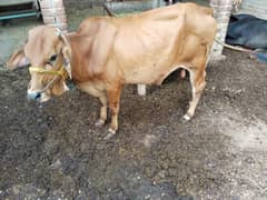 fresh weight 3 say opar