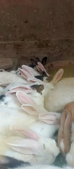 Rabbits