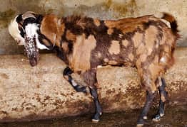 Gujrati Beetel Breeder