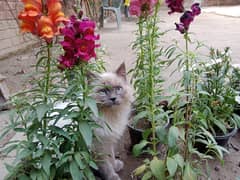 blue eyes cat available