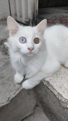 beautiful persian cat for sale