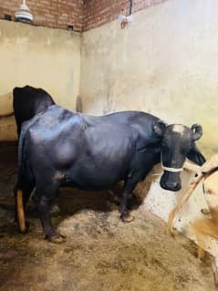 SS Dairy Farm