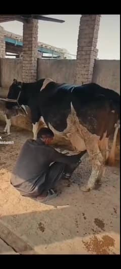seeman rekha HOA hy 2 month ka