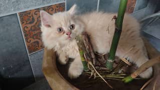 Fawn Persian Kitten