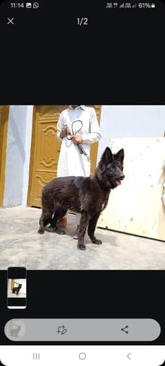 GSD