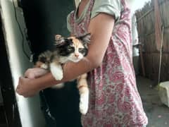 Persian kitten 4.5 months
