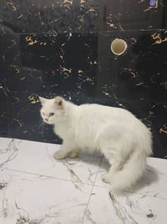Persian Female Pure White Triple long coat