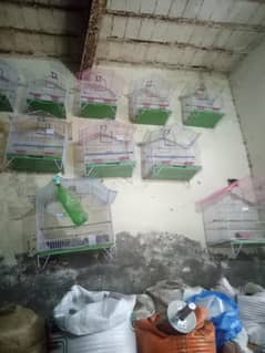birds shop for sale