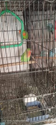 Love bird and Australian parrots for sale in Multan