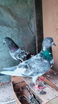 pegion for sale. . . only Whatsapp available
