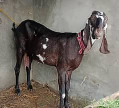 BAKRI