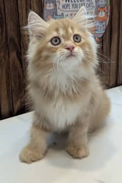 Persian Kitten