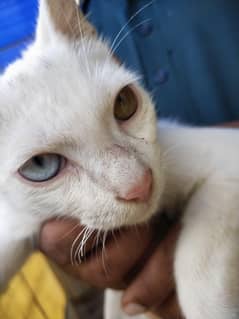Persian cat