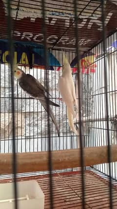 cocktiel breeder pair for sale