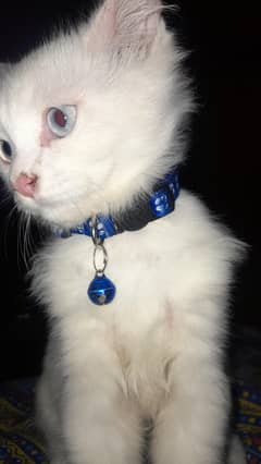 Persian Cat