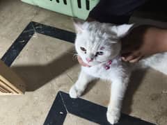 Persian