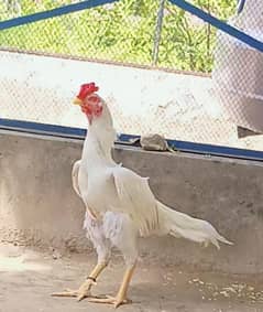 Heera