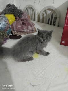 Beautiful 4-months-old Persian kitten _ vaccinated & friendly