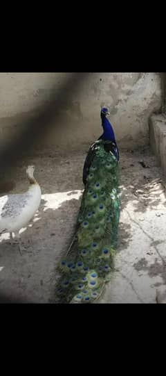 peacock