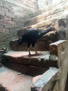 shoq he aseel murgho ka