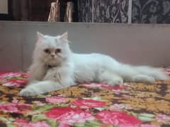 kitten