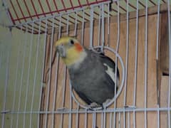 hand trained cocktail parrot pair with cage