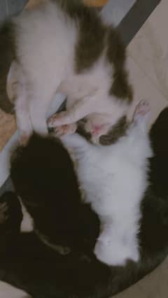 kittens