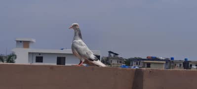 pigeons