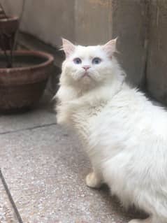 Very Friendly Persian Male Cat Blue Eyes Triple Coat