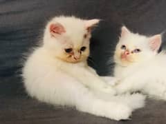 Persian long coat male kitten