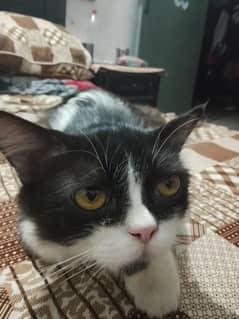 Persian 1 year Cat Male