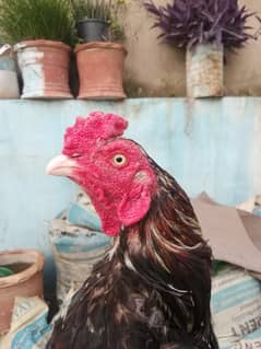 Cheena Aseel Murga