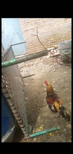 aseel