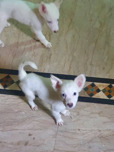russian x jackspot puppy