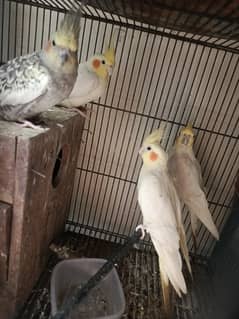 Common white cocktail for sale