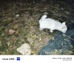 russiain puppy . pink nose puppy  pair for sale