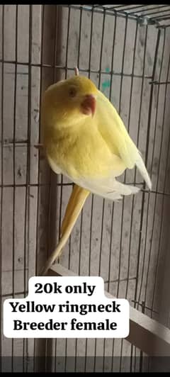 Yellow ringneck Breeder female for sale