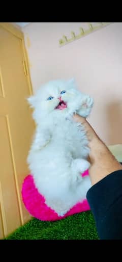 blue eyes white Persian kitten|Triple long coat |WhatsApp? 03234414509