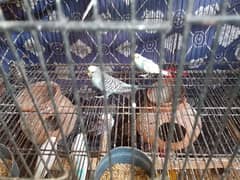 different types of parrot